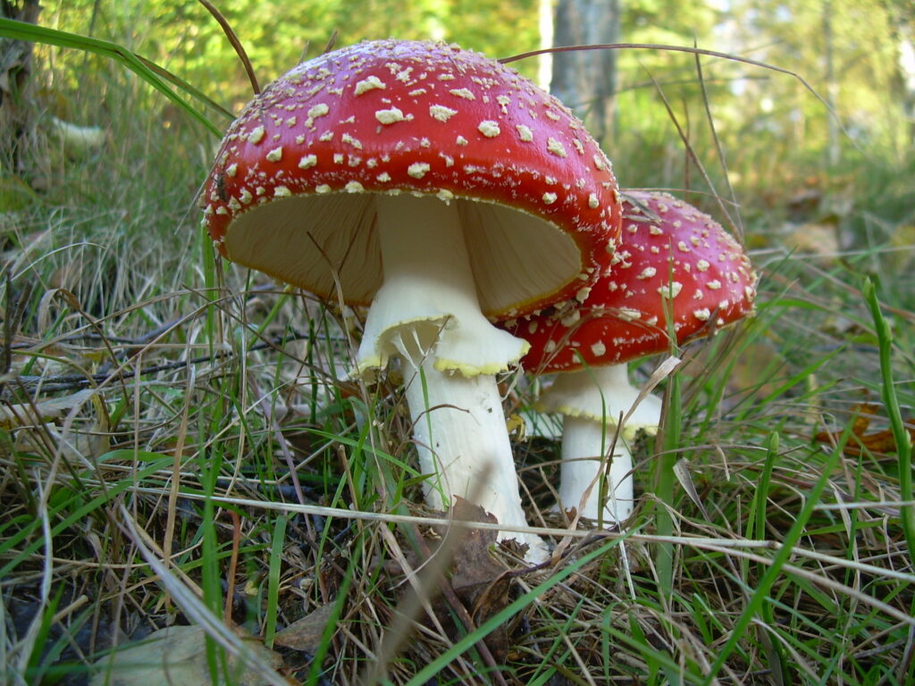 maschere di carnevale fai da te