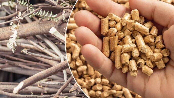 invention-innovation-pellets-bois-dechets-eleguage-005