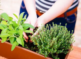 Le piante che dovresti piantare a febbraio sul tuo balcone (o davanzale)