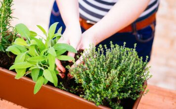 Le piante che dovresti piantare a febbraio sul tuo balcone (o davanzale)