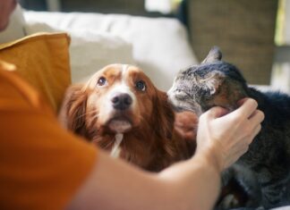 Bonus animali domestici 2026, chi ne ha diritto e come ottenerlo (fino a 300 Euro!)