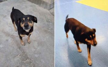 Diego, il cane che ha inseguito l’ambulanza del suo padrone per chilometri: una storia di amore e fedeltà