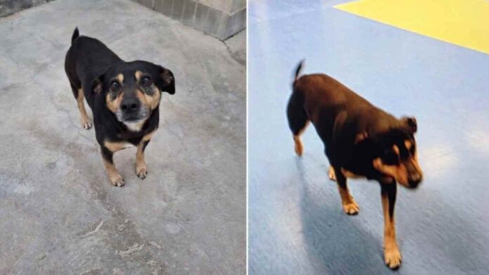 Diego-ambulanza-1024x683