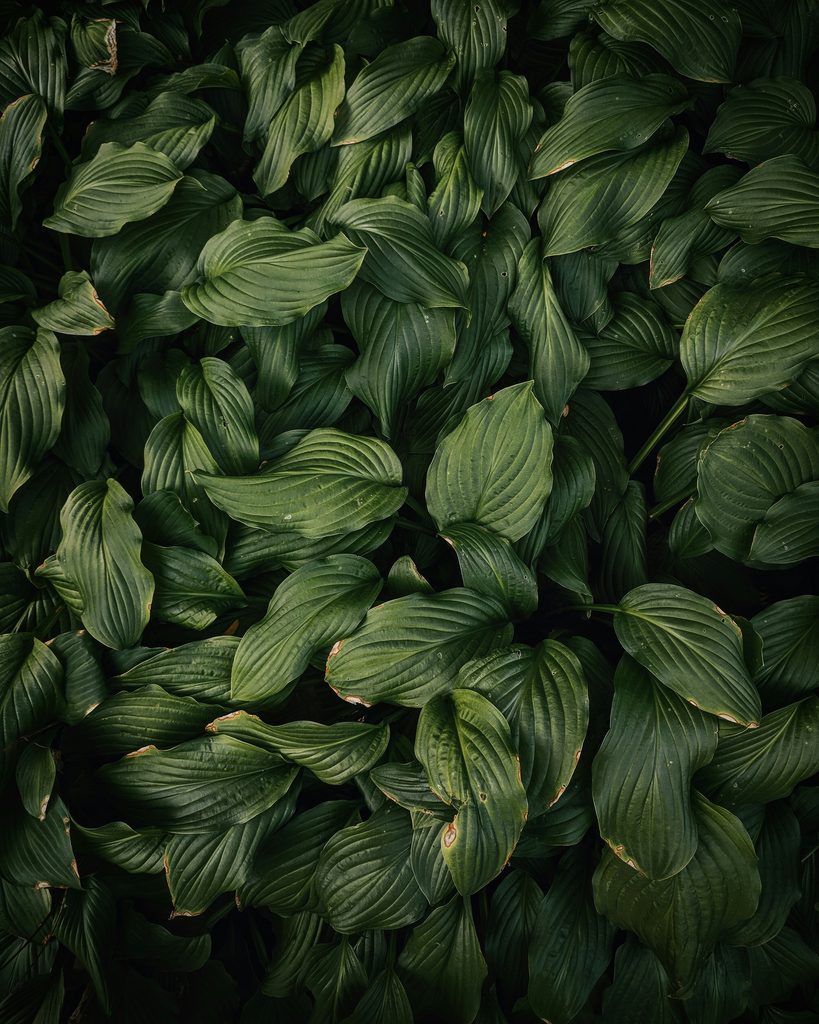verdure surgelate o fresche