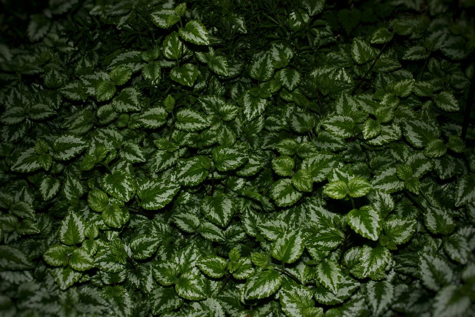 verdure surgelate o fresche